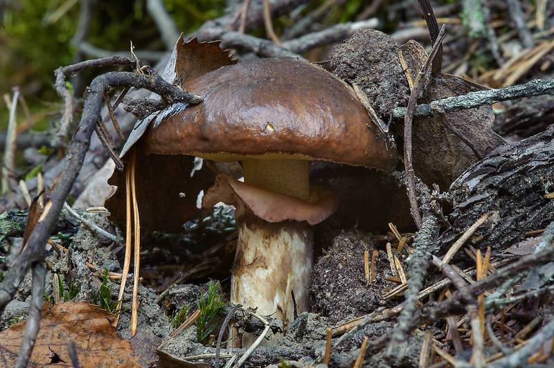 Slippery Jack mushroom (<B>Suillus luteus</B>, Maslionok in Russian) on roadside near Lembolovo, 45 miles north from Saint Petersburg. Russia, <A HREF="../date-ru/2013-08-27.htm">August 27, 2013</A>