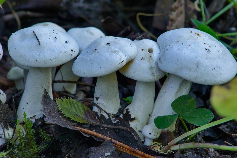 White domecap mushrooms (<B>Leucocybe connata</B>, Lyophyllum connatum) on roadside near Kavgolovskoe Lake, near Saint Petersburg. Russia, <A HREF="../date-en/2013-09-06.htm">September 6, 2013</A>