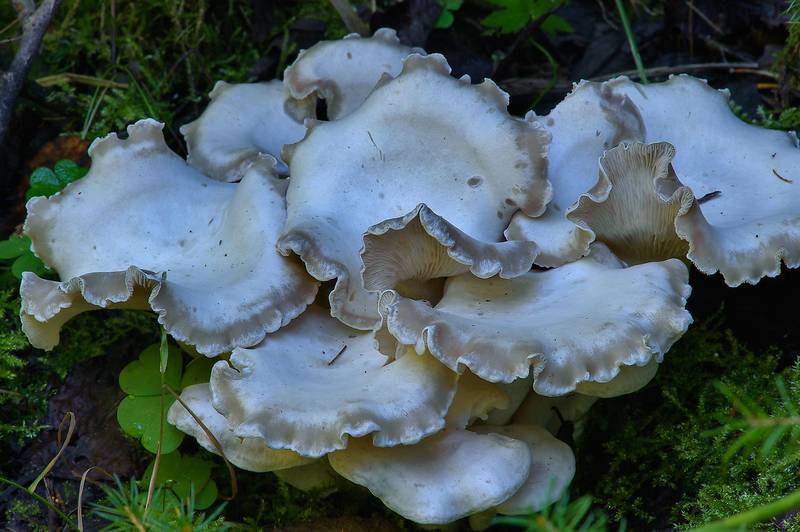 Cluster of white domecap mushrooms (<B>Leucocybe connata</B>, Lyophyllum connatum) on roadside near Kavgolovskoe Lake, near Saint Petersburg. Russia, <A HREF="../date-ru/2013-09-06.htm">September 6, 2013</A>
