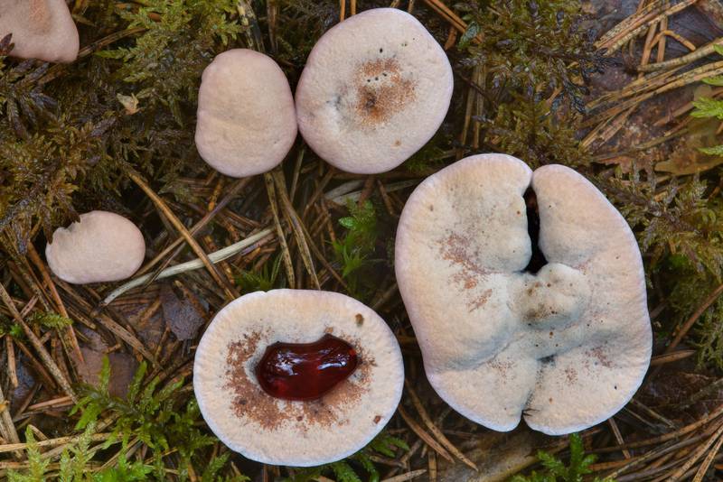 Young mealy tooth mushrooms (<B>Hydnellum ferrugineum</B>) with red liquid between Orekhovo and Lembolovo, north from Saint Petersburg. Russia, <A HREF="../date-ru/2016-07-27.htm">July 27, 2016</A>