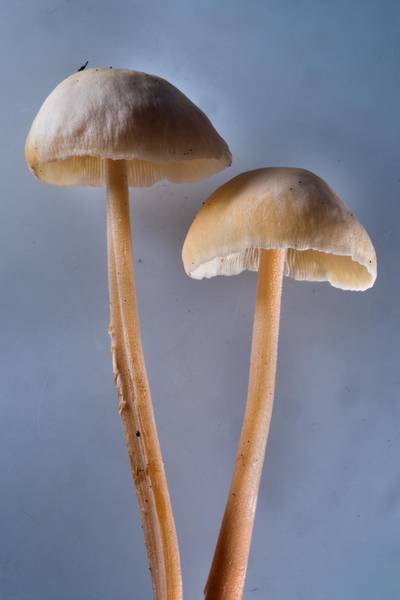 Clustered toughshank mushrooms (<B>Gymnopus confluens</B>, Collybia confluens) on Old Sylvia Alley in Pavlovsk Park. Pavlovsk near Saint Petersburg, Russia, <A HREF="../date-en/2016-07-28.htm">July 28, 2016</A>