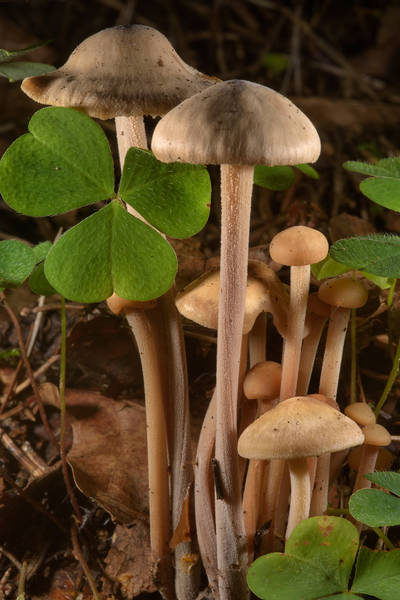 Clustered toughshank mushrooms (<B>Gymnopus confluens</B>, Collybia confluens) under spruce trees in area of Old Sylvia in Pavlovsk Park. Pavlovsk near Saint Petersburg, Russia, <A HREF="../date-en/2016-07-28.htm">July 28, 2016</A>