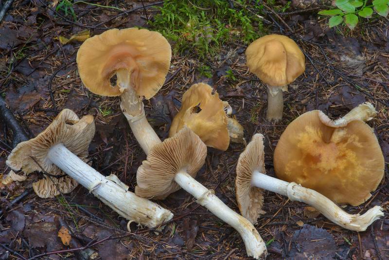 Gypsy mushrooms (Cortinarius caperatus, Russian name Kolpak Kolchaty) near Kavgolovskoe Lake in Toksovo, north from Saint Petersburg. Russia, August 2, 2016