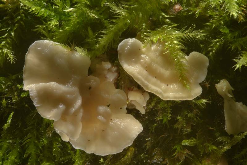 Stipitate form of a mushroom <B>Sistotrema confluens</B> that looks like a small tooth fungus near Kavgolovskoe Lake in Toksovo, north from Saint Petersburg. Russia, <A HREF="../date-en/2016-08-02.htm">August 2, 2016</A>