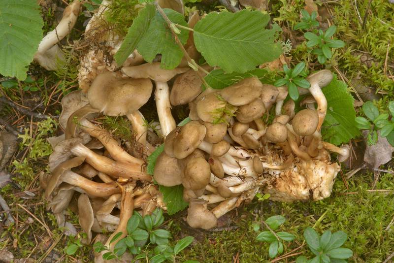 Bunch of fried chicken mushrooms (<B>Lyophyllum decastes</B>) in Zakhodskoe, 50 miles north from Saint Petersburg. Leningrad Region, Russia, <A HREF="../date-ru/2016-08-07.htm">August 7, 2016</A>
