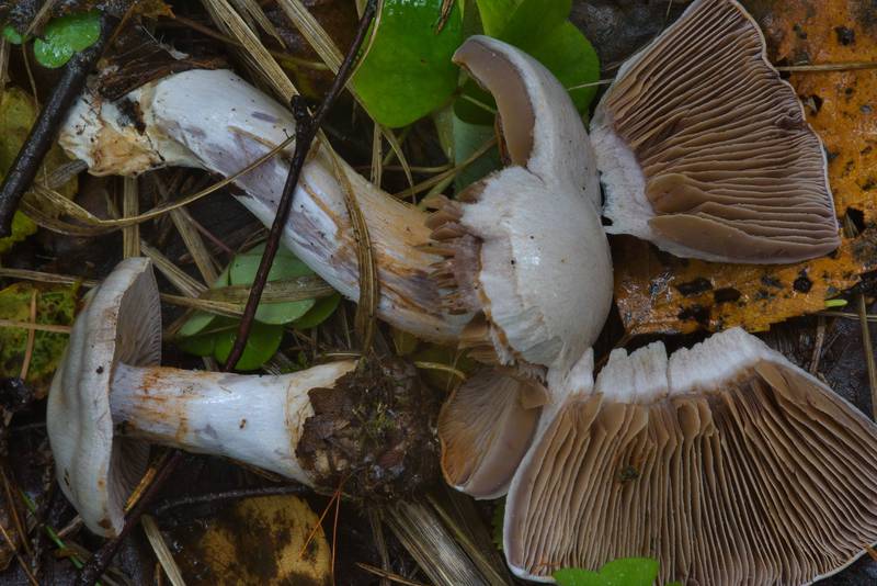 Pearly webcap mushrooms (<B>Cortinarius alboviolaceus</B>)(?) in Lindulovskaya Larch Grove, near Roshchino, 30 miles north-west from Saint Petersburg. Russia, <A HREF="../date-en/2016-08-11.htm">August 11, 2016</A>
