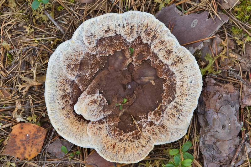 Mealy tooth mushroom (Hydnellum ferrugineum, Bankeraceae) near Orekhovo, north from Saint Petersburg. Russia, August 13, 2016