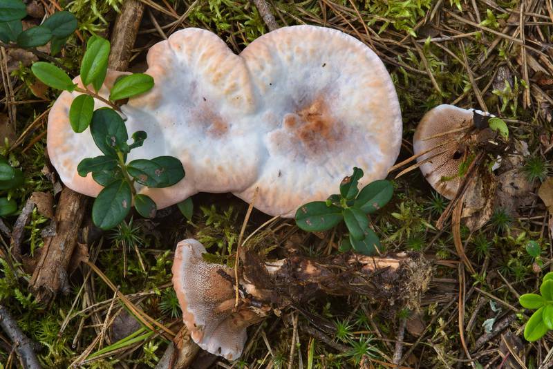 Young mealy tooth mushroom (<B>Hydnellum ferrugineum</B>, Bankeraceae) near Orekhovo, north from Saint Petersburg. Russia, <A HREF="../date-en/2016-08-13.htm">August 13, 2016</A>