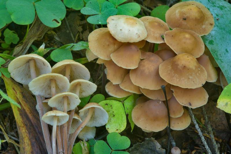 Tufted tough-shank mushrooms (Clustered Toughshank, <B>Gymnopus confluens</B>, Collybia confluens) in Pavlovsk Park. Pavlovsk, a suburb of Saint Petersburg, Russia, <A HREF="../date-en/2016-08-22.htm">August 22, 2016</A>