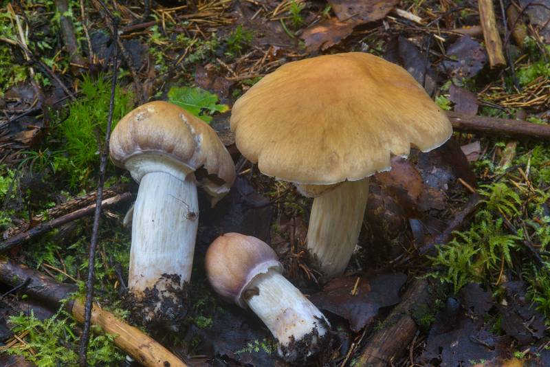 Gypsy mushrooms (Cortinarius caperatus, Russian name Kolpak Kolchaty) near Dibuny, north-west from Saint Petersburg, Russia, August 24, 2016