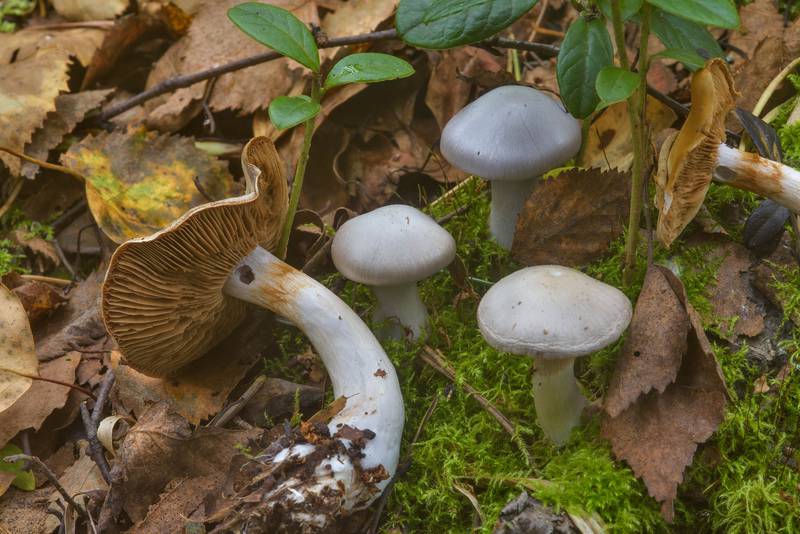 Pearly webcap mushrooms (<B>Cortinarius alboviolaceus</B>) in moss. Oselki, south from Saint Petersburg, Russia, <A HREF="../date-en/2016-08-29.htm">August 29, 2016</A>