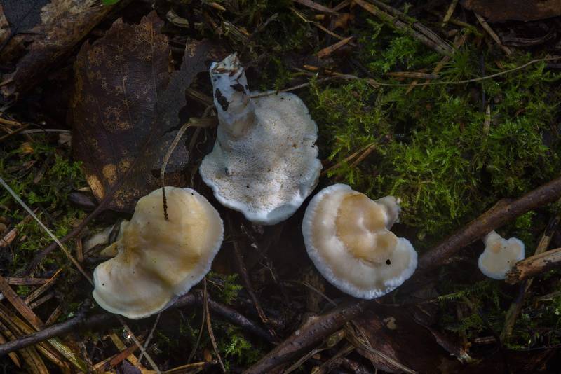 Stipitate form of a mushroom Sistotrema confluens that looks like a small tooth fungus near Kavgolovo Lake, north from Saint Petersburg. Russia, September 5, 2016
