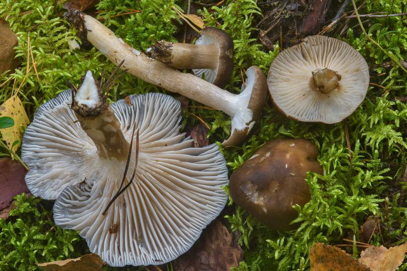Dusky wax cap mushrooms, Hygrophorus camarophyllus, near Dibuny, west from Saint Petersburg. Russia, September 7, 2016