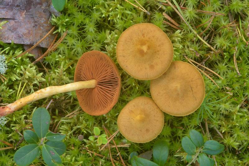Cinnamon webcap mushrooms (Cortinarius cinnamomeus) near Orekhovo, 40 miles north from Saint Petersburg. Russia, September 9, 2016