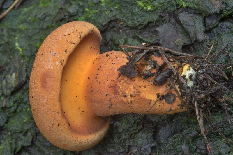 Young rusty brown mushroom <B>Buchwaldoboletus lignicola</B> on the base of larch, parasitic of Ph. schweinitzii, in Lesnoy Park (Lesotekhnicheskiy Universitet). Saint Petersburg, Russia, <A HREF="../date-en/2017-07-30.htm">July 30, 2017</A>