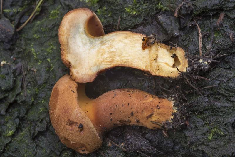 Dissected young mushroom Buchwaldoboletus lignicola in Lesnoy Park (Lesotekhnicheskiy Universitet). Saint Petersburg, Russia, July 30, 2017