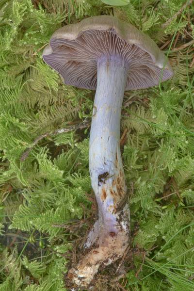 Pearly webcap mushroom (Cortinarius alboviolaceus)(?) in Kannelyarvi, 45 miles north from Saint Petersburg. Russia, August 11, 2017