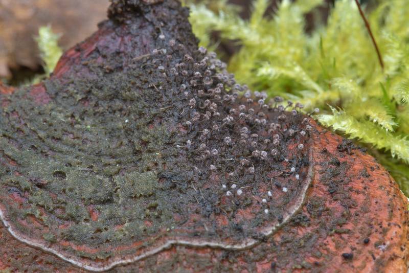 Drying sporangia of slime mold Physarum album on a red conk mushroom in Sosnovka Park. Saint Petersburg, Russia, August 21, 2017