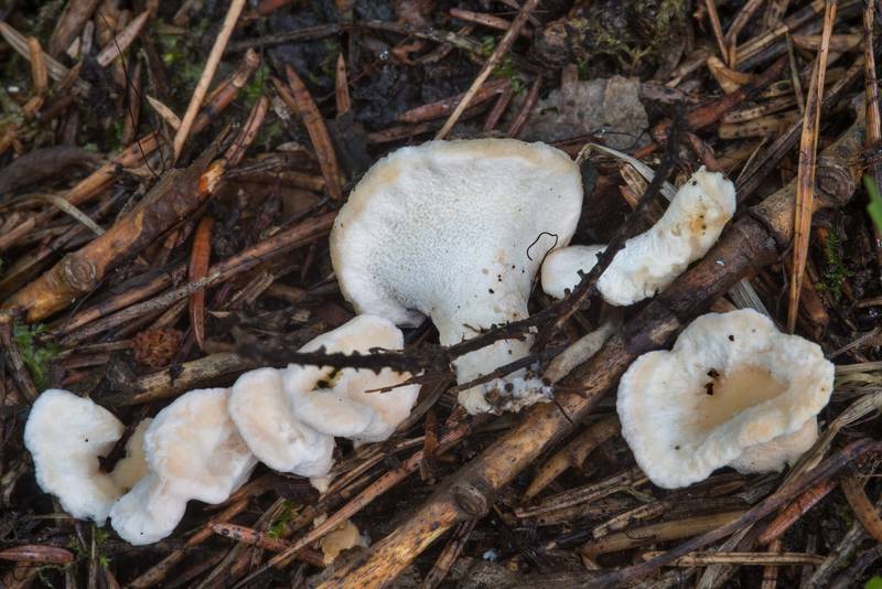 Aromatic earthfan mushrooms (Sistotrema confluens) on roadside on west side of Kavgolovskoe Lake near Toksovo, north from Saint Petersburg. Russia, August 25, 2017
