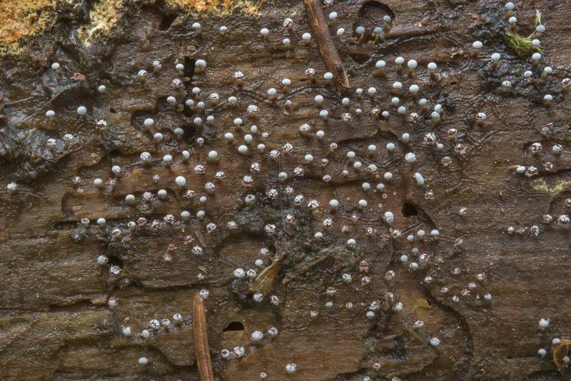 Many-head slime mold (<B>Physarum album</B>) on a spruce log near Rappolovo and Toksovo, north from Saint Petersburg. Russia, <A HREF="../date-ru/2017-09-01.htm">September 1, 2017</A>
