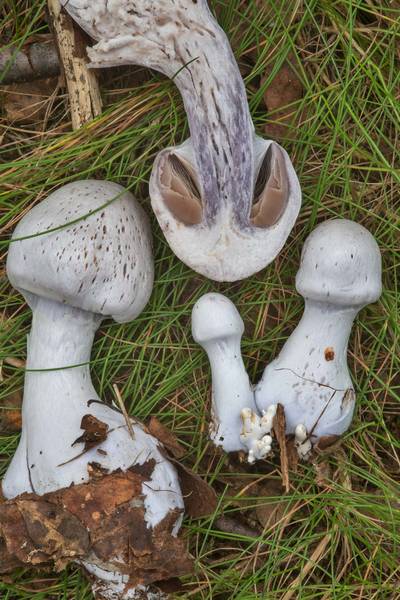 Dissected pearly webcap mushrooms (<B>Cortinarius alboviolaceus</B>) near Kuzmolovo, north from Saint Petersburg. Russia, <A HREF="../date-ru/2017-09-03.htm">September 3, 2017</A>