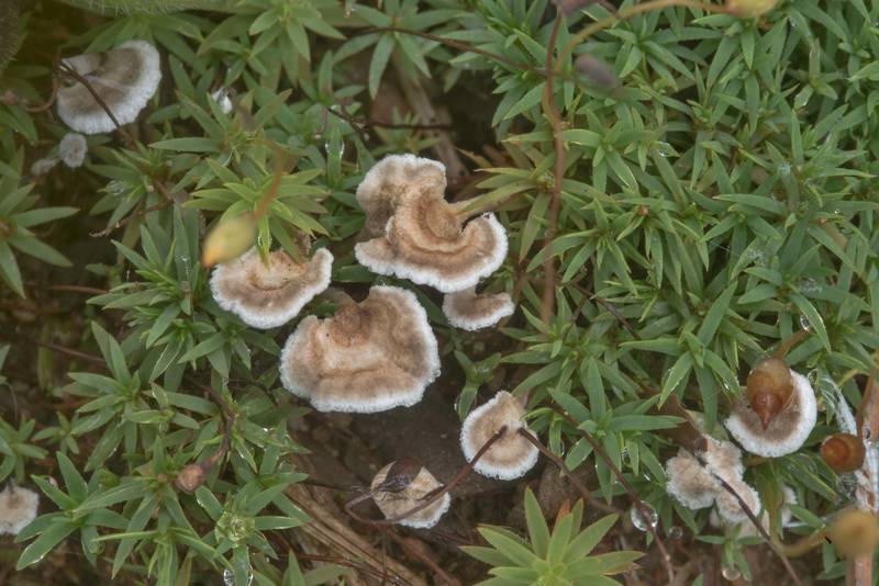 Aromatic earthfan mushrooms (Sistotrema confluens) near Lembolovo, 40 miles north from Saint Petersburg. Russia, September 9, 2017