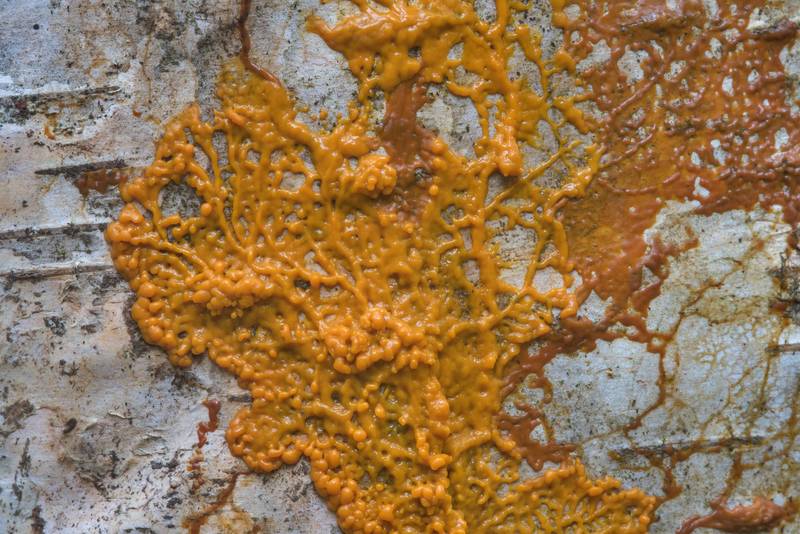 Orange plasmodium of many-headed slime mold <B>Physarum polycephalum</B> on a birch log in Sosnovka Park. Saint Petersburg, Russia, <A HREF="../date-ru/2017-09-16.htm">September 16, 2017</A>
