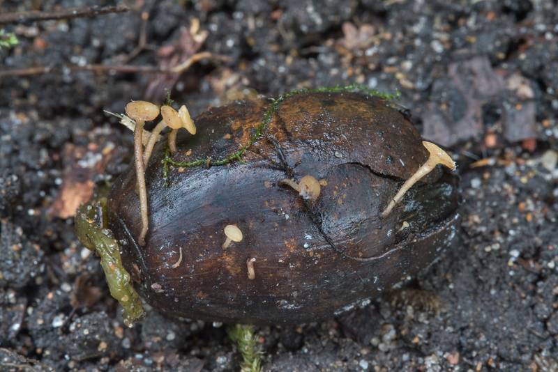 Nut disco mushrooms (<B>Hymenoscyphus fructigenus</B>) on an acorn in Blizhnie Dubki area near Lisiy Nos, west from Saint Petersburg. Russia, <A HREF="../date-ru/2017-09-26.htm">September 26, 2017</A>