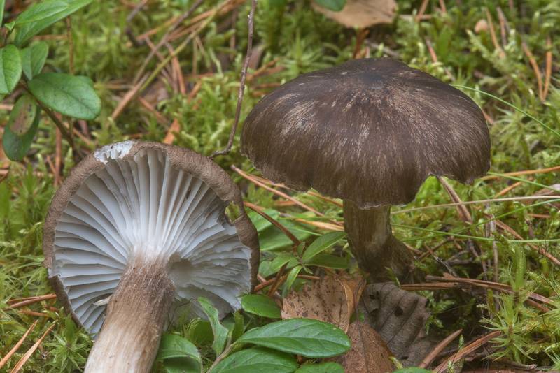 Arched woodwax mushrooms (<B>Hygrophorus camarophyllus</B>) near Dibuny, north-west from Saint Petersburg. Russia, <A HREF="../date-ru/2017-09-28.htm">September 28, 2017</A>
