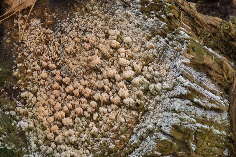 Corticioid fungus <B>Hyphodontia abieticola</B>(?) covering a completely rotten log in lower Sergievka Park. Old Peterhof, west from Saint Petersburg, Russia, <A HREF="../date-ru/2017-10-05.htm">October 5, 2017</A>
