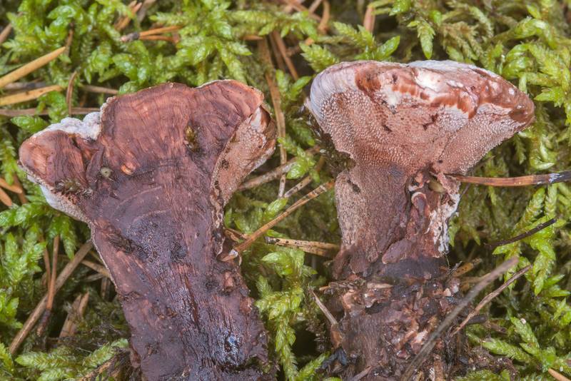 Dissected mealy tooth mushroom (<B>Hydnellum ferrugineum</B>)(?) near Vyritsa, 50 miles south from Saint Petersburg. Russia, <A HREF="../date-en/2018-08-22.htm">August 22, 2018</A>