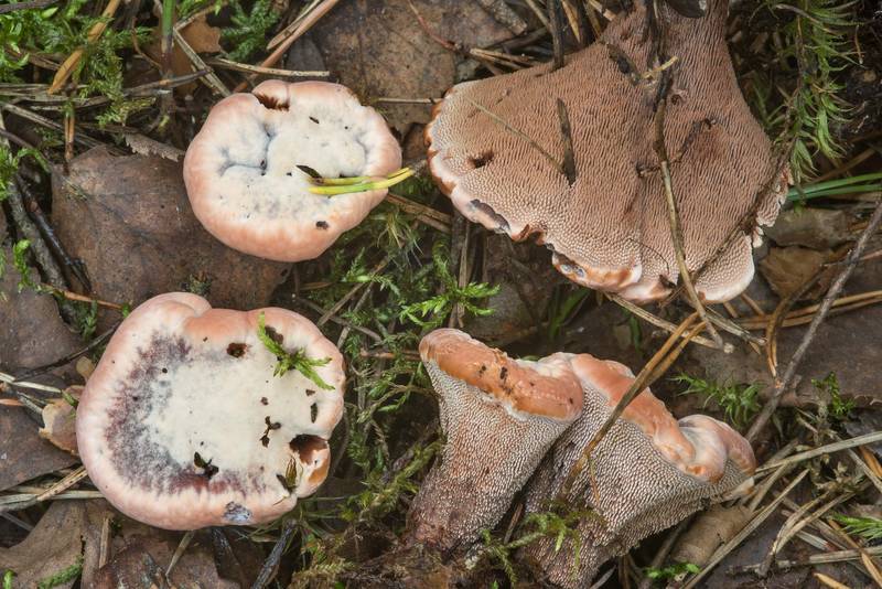 Mealy tooth mushrooms (Hydnellum ferrugineum, Bankeraceae) near Orekhovo, north from Saint Petersburg. Russia, August 24, 2018
