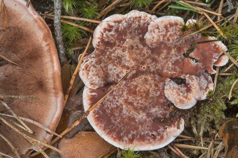 Mealy tooth mushroom (Hydnellum ferrugineum) near Dibuny, north-west from Saint Petersburg. Russia, August 25, 2018