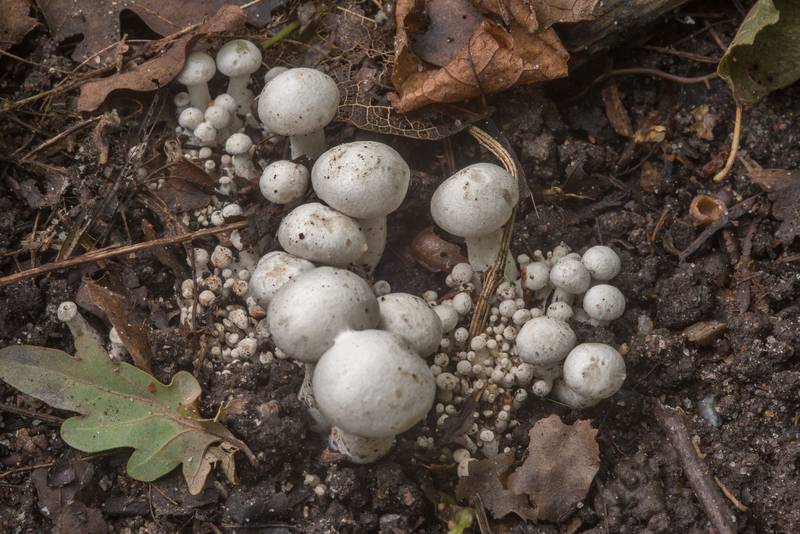 Immature white domecap mushrooms (Leucocybe connata, Lyophyllum connatum) near Lisiy Nos, west from Saint Petersburg. Russia, September 1, 2018