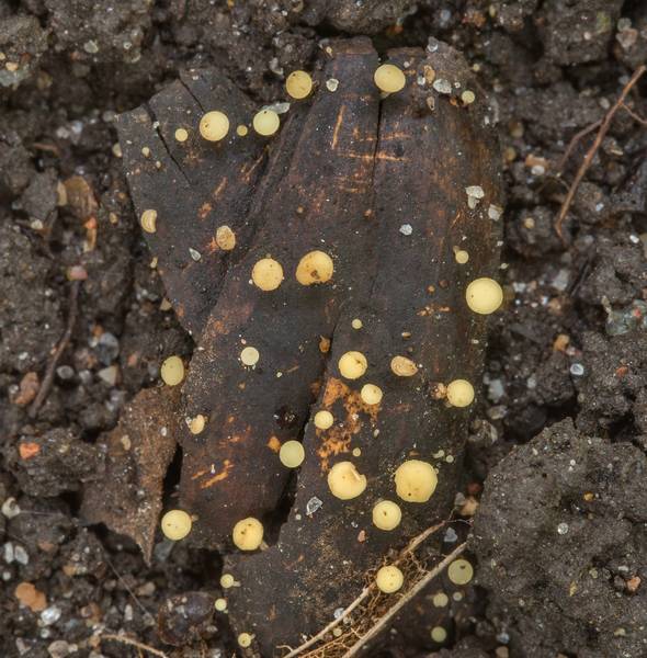 Cup mushrooms <B>Hymenoscyphus fructigenus</B> on an acorn skin in a coastal forest between Lisiy Nos and Olgino, west from Saint Petersburg. Russia, <A HREF="../date-en/2018-09-06.htm">September 6, 2018</A>