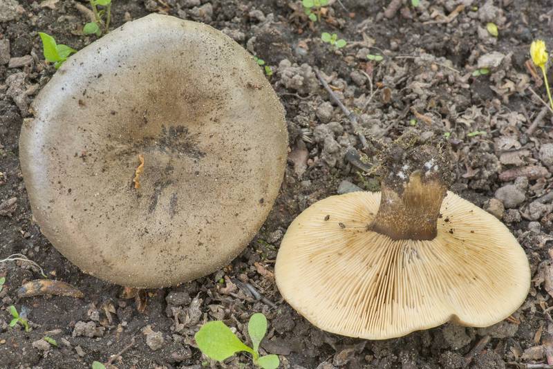 Squats mushrooms (Melanoleuca brevipes) on a lawn between houses near Svetlanovsky Prospect. Saint Petersburg, Russia, May 16, 2019
