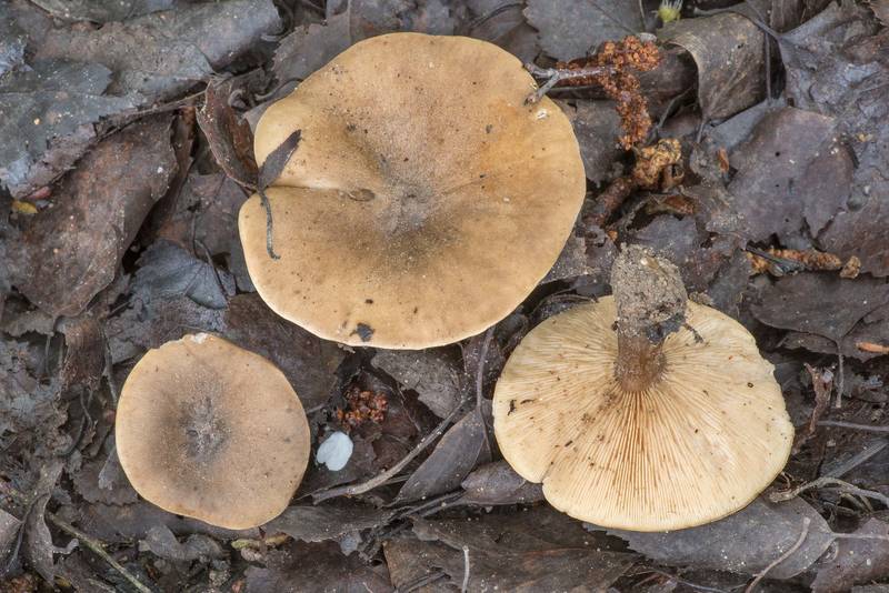 Stunted cavalier mushrooms (Melanoleuca brevipes) on roadside in Kuzmolovo, north from Saint Petersburg. Russia, May 21, 2021