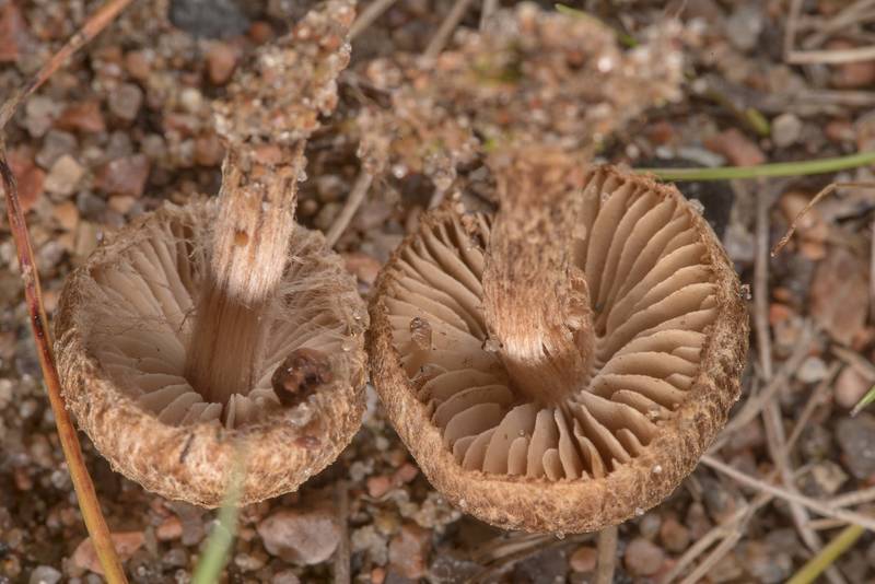 Close-up of torn fibrecap mushrooms (Inocybe lacera) on overgrown sandy beach near Sestroretsk, west from Saint Petersburg. Russia, May 29, 2021