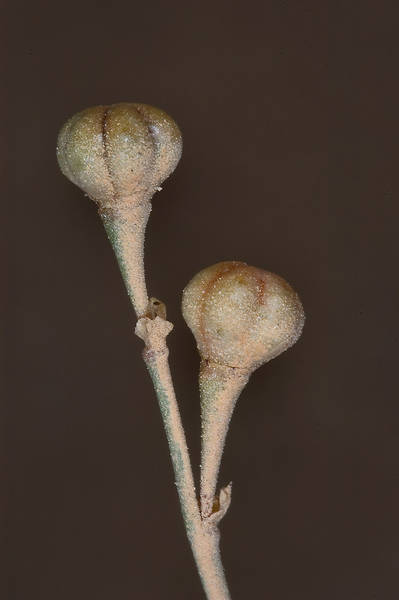 Tiny fruits (globose-ovoid capsules) of small asphodel lily Asphodelus tenuifolius. Harrarah, 40 miles south-west from Doha, Qatar, March 12, 2010