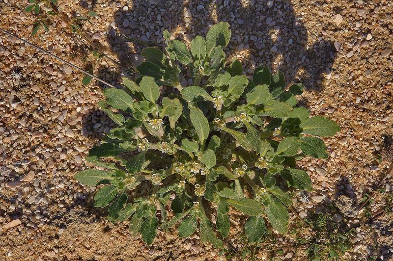 Desert plant Virgin's Hand (Anastatica hierochuntica, local names kaf mariam, jefaiea) near Sawda Natheel Road in southern Qatar, February 11, 2014