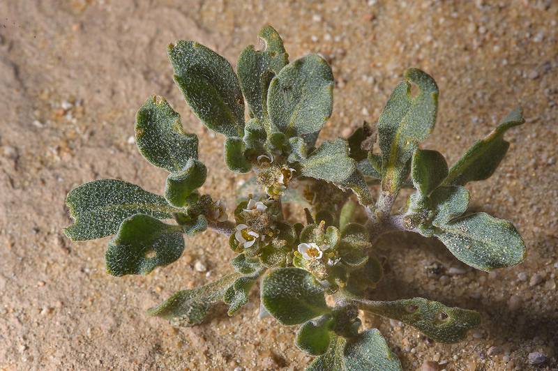 Desert plant Virgin's Hand (Anastatica hierochuntica, local names kaf mariam, jefaiea) in sand near Trainah in southern Qatar, February 14, 2014