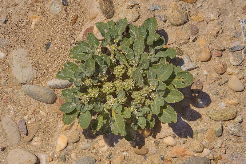 Virgin's Hand plant (Anastatica hierochuntica local names kaf mariam, jefaiea) near Harrarah in southern Qatar, February 14, 2014
