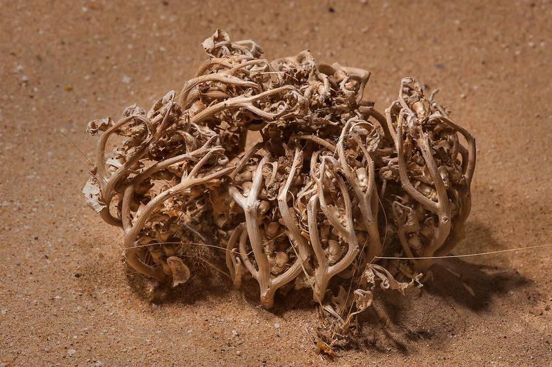 Seeds of Virgin's Hand (Anastatica hierochuntica, local names kaf mariam, jefaiea) in sand on roadside of Salwa Road, south-west from Doha. Qatar, April 23, 2014