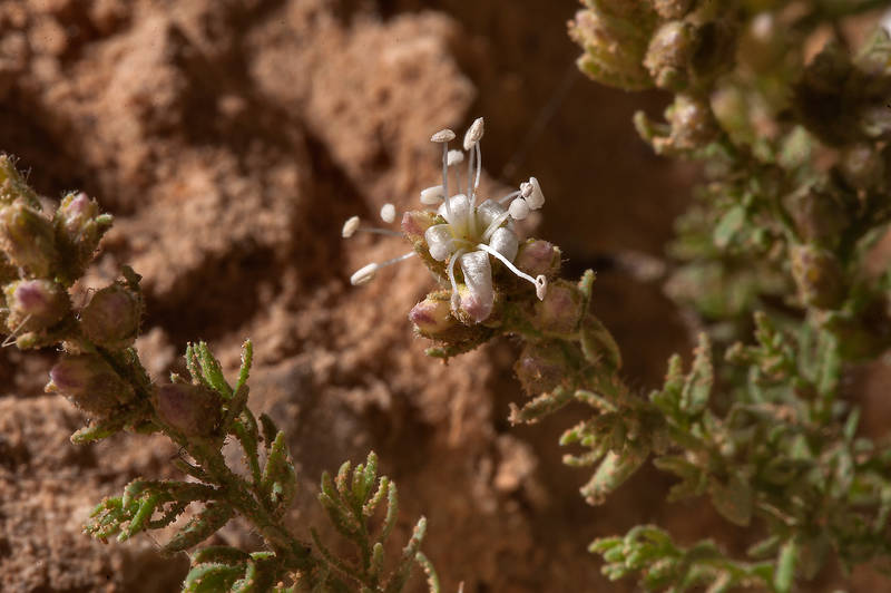Rosin Weed (Cressa cretica, local names Senebiera, didyma, nedaiwa) at entrance of Film City in Ras Abrouq Peninsula near Zekreet. Qatar, November 14, 2014