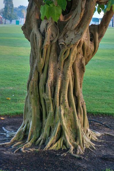 Trunk of Indian Banyan (Ficus benghalensis) in Aspire Park. Doha, Qatar, November 23, 2014
