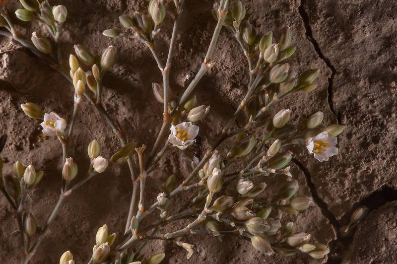 Plant of Polycarpaea robbairea in a silty depression in Al Numan (Naim tribe, Nuaman, Nuaimiya). Northern Qatar, February 6, 2015