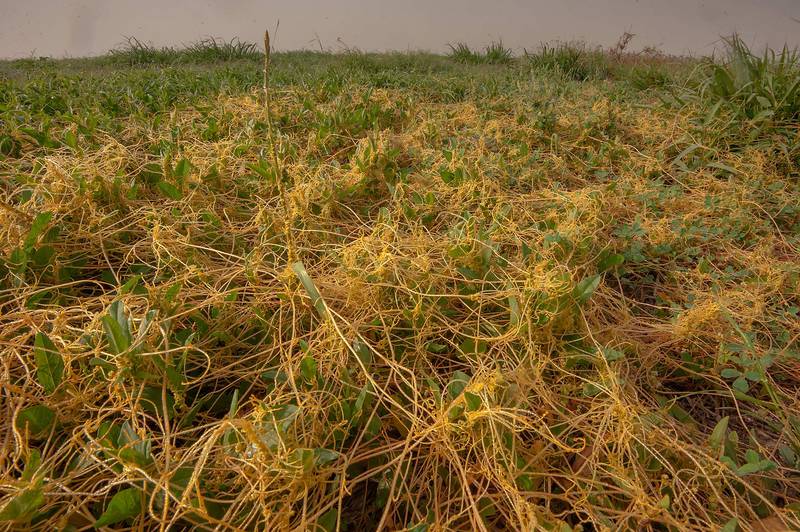 Dodder Cuscuta pedicellata(?) spreading on a field on Green Circles (center-pivot irrigation) in Irkhaya (Irkaya) Farms. Qatar, February 20, 2015