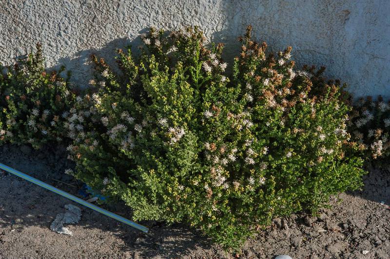 Blooming Rosin Weed (Cressa cretica, local names Senebiera, didyma, nedaiwa) in Al Luqta area. Doha, Qatar, March 13, 2015