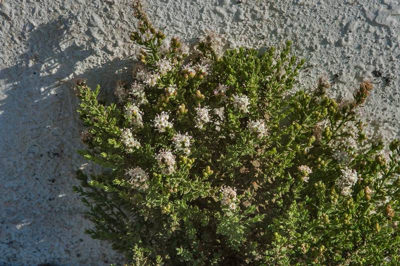 Blooming Rosin Weed (Cressa cretica, local names Senebiera, didyma, nedaiwa) with stone fence background in Al Luqta area. Doha, Qatar, March 13, 2015