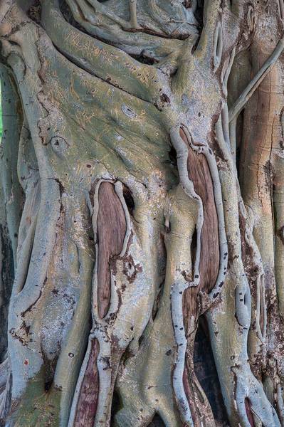 Trunk of Indian Banyan (Ficus benghalensis) in Aspire Park. Doha, Qatar, June 1, 2015